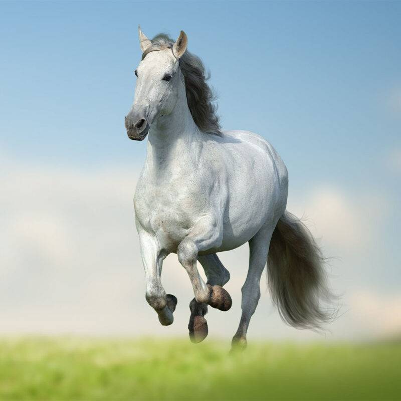 0 0000 beautiful andalusian horse running fast