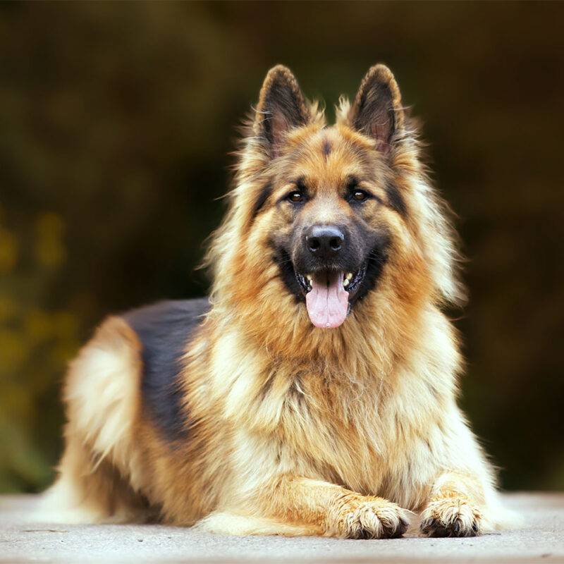 0 0002 selective focus shot adorable german shepherd outdoors during daylight