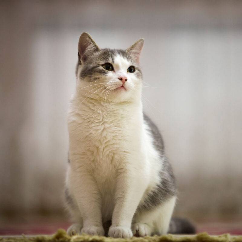 0 0003 portrait nice white gray cat with green eyes sitting outdoors looking straight upwards blurred light sunny